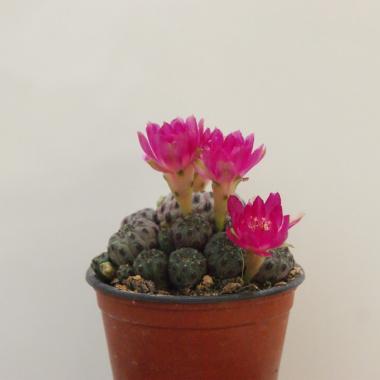 Sulcorebutia rauschii